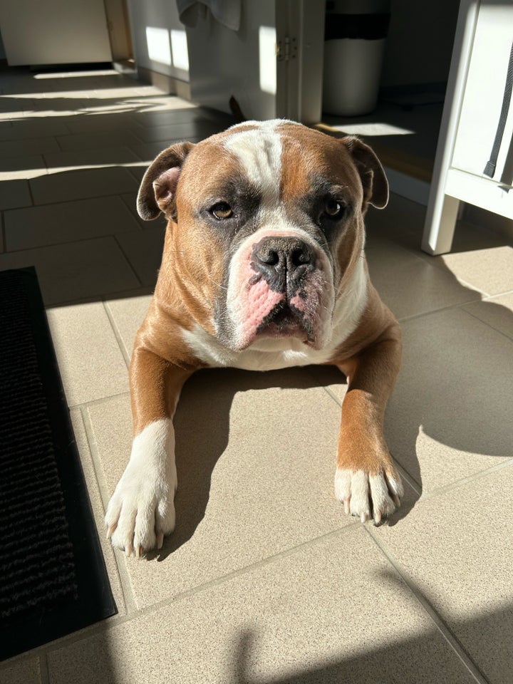 Old English Bulldog