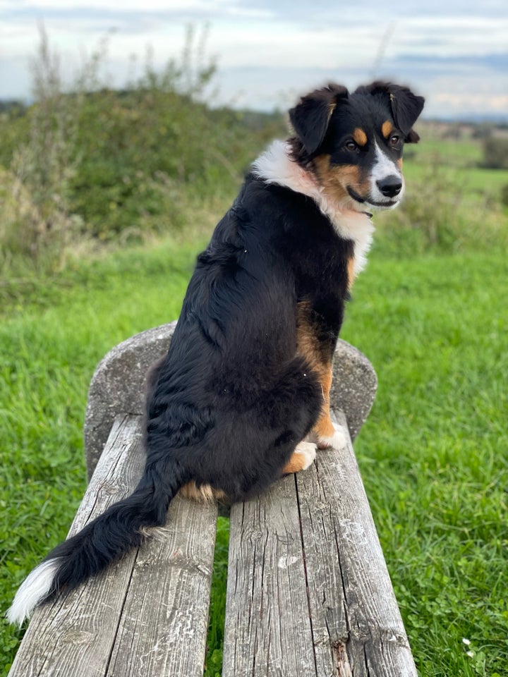 Australian Shepherd