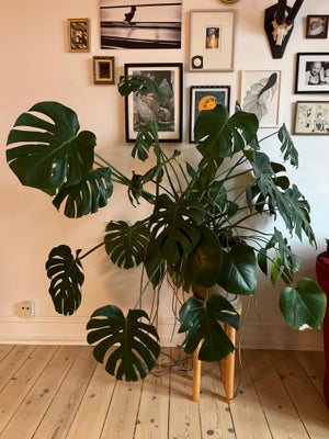 Stor Monstera, Monstera Deliciosa, Kæmpestor, smuk Monstera Deliciosa, fingerphilodendron sælges pga