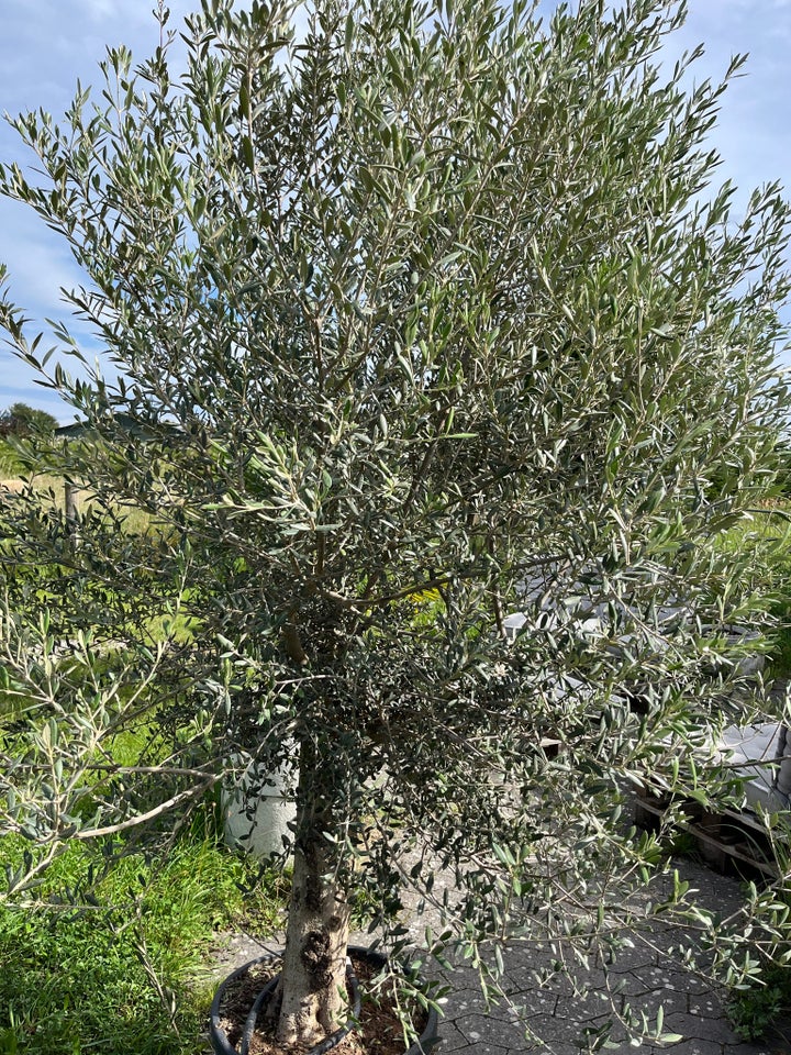 Oliventræ, Olea europaea