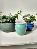 Keramikkrukker, Stueplanter