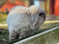 Kanin, Minilop, 3 år