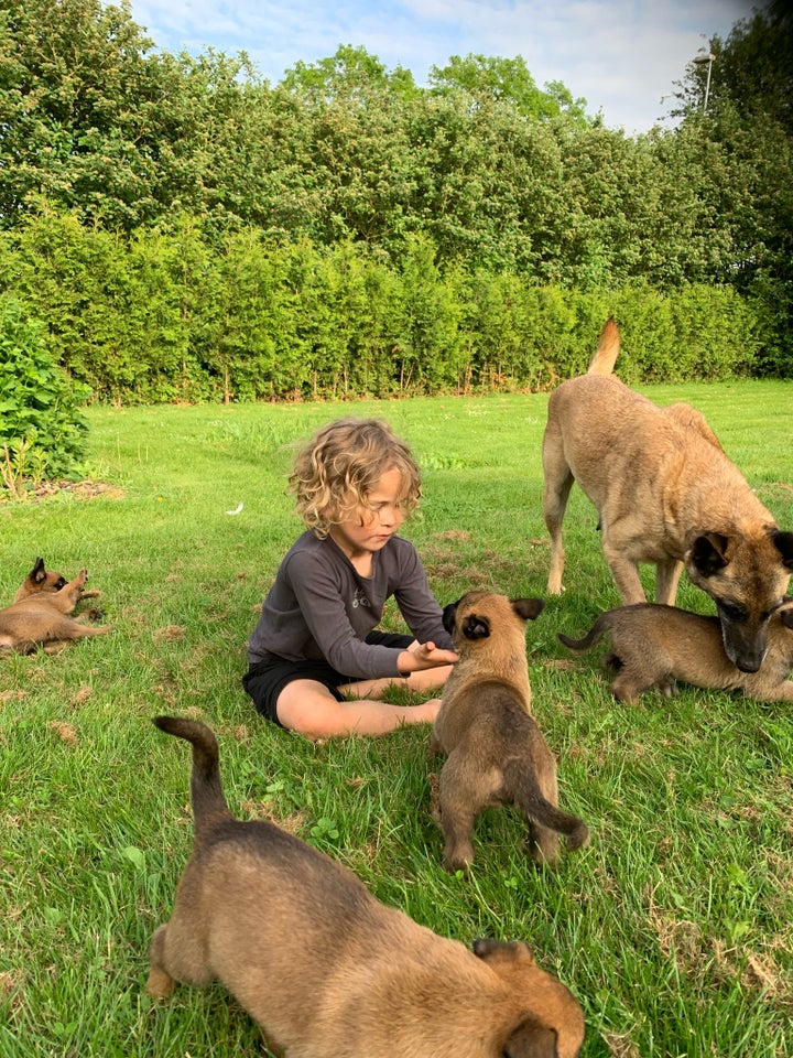 Malinois belgisk hyrdehund , hvalpe, 8 uger