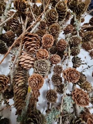 Naturmaterialer -Tørret blomster, Lærkegrene  osv, Tørret blomster, valmuekapsler osv, Naturpynt sæl