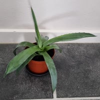 Aloe vera, Kaktus