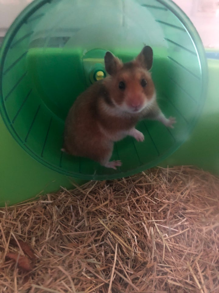 Hamster, Guldhamster , 0 år