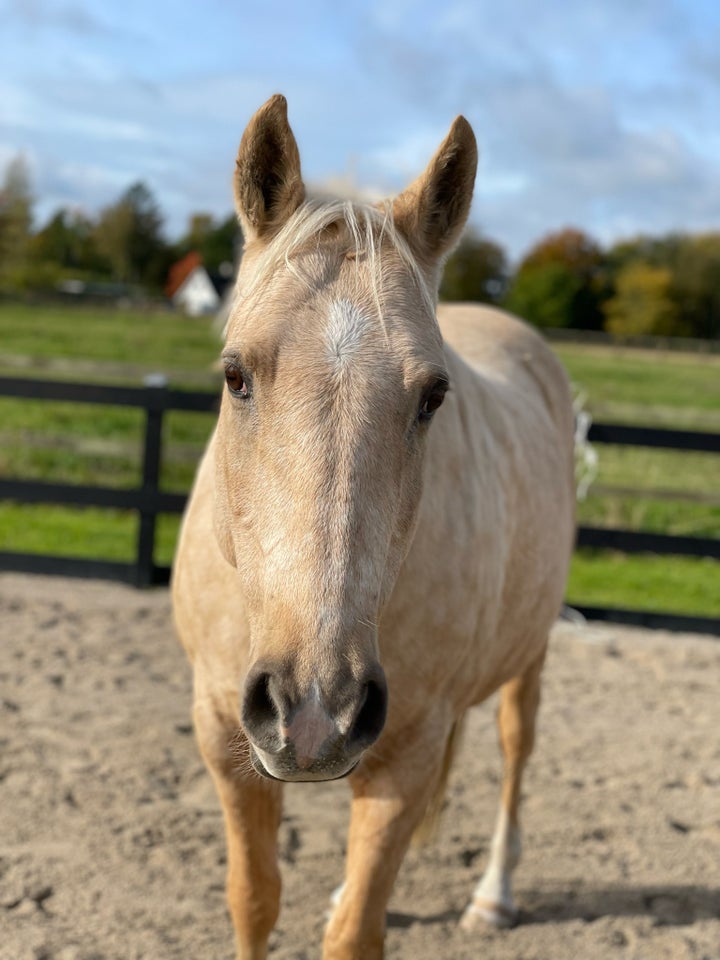 Palomino, vallak, 15 år