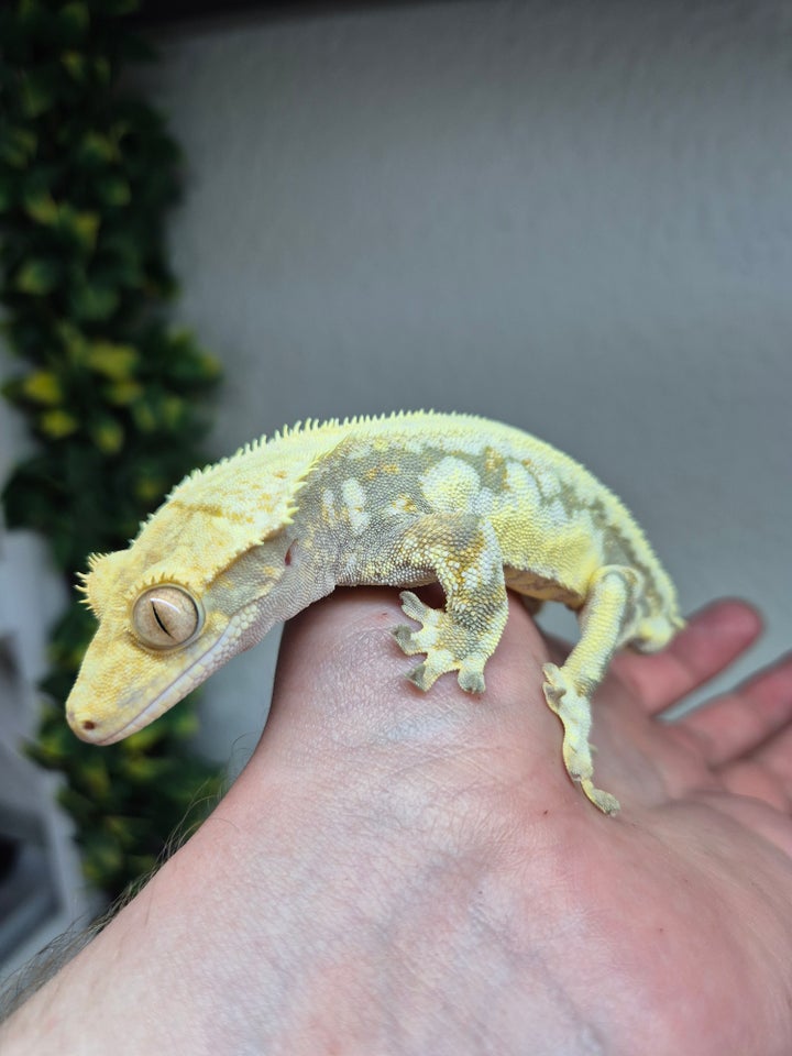 Gekko, Kronegekko