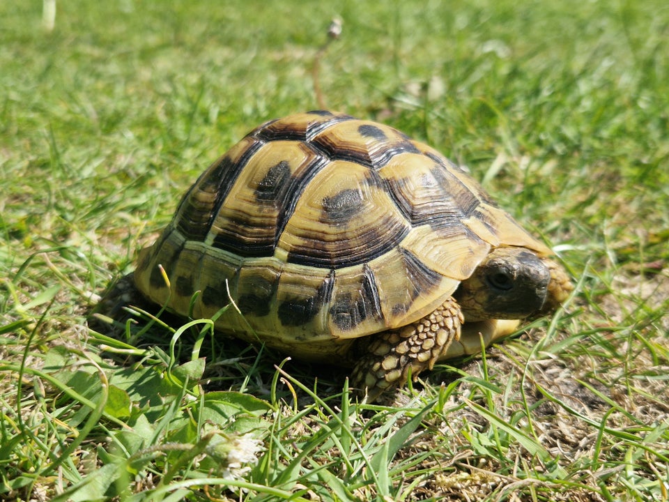 Skildpadde, Græsk Landskildpadde