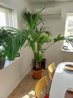 Kentiapalme, 220 cm høj....er groet for stor til min lille stue