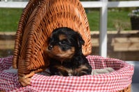 Yorksheri Terrier, hvalpe, 10 uger