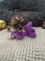 Chihuahua , hvalpe, 2 uger