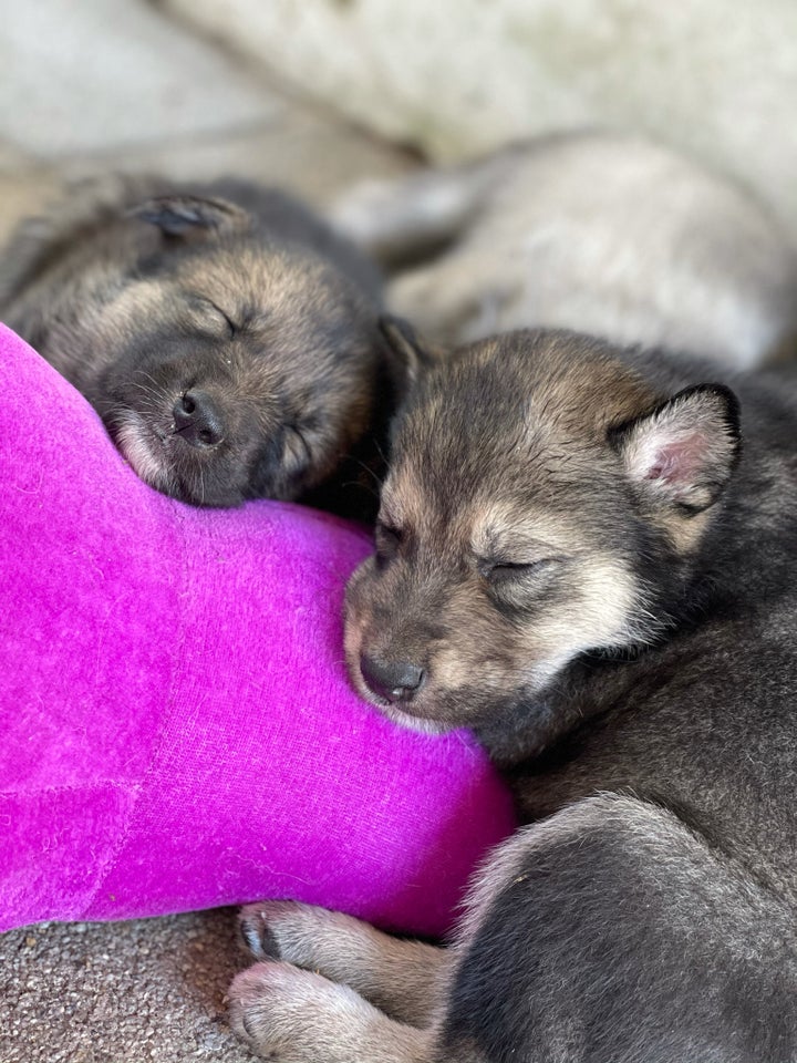 Schæfer/husky/ulvehund, hvalpe, 5 uger