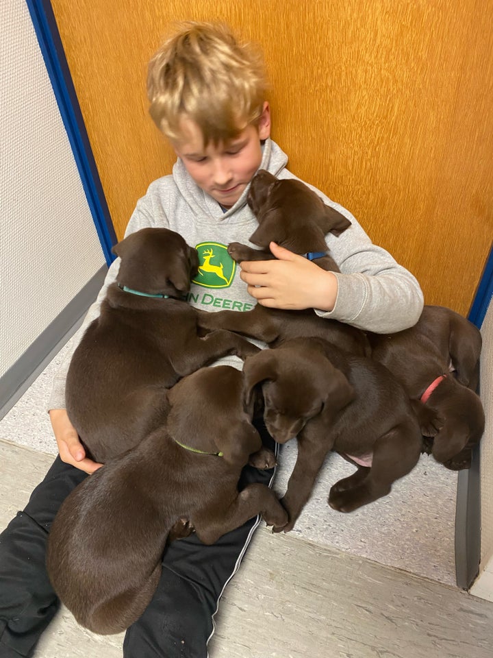 Labrador / Weimaraner, hvalpe, 8 uger