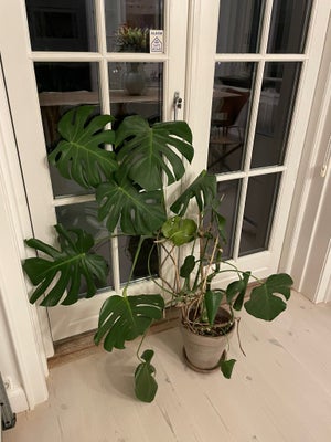 Plante, Monstera, Meget fin Monstera med krukke, 120 cm. høj