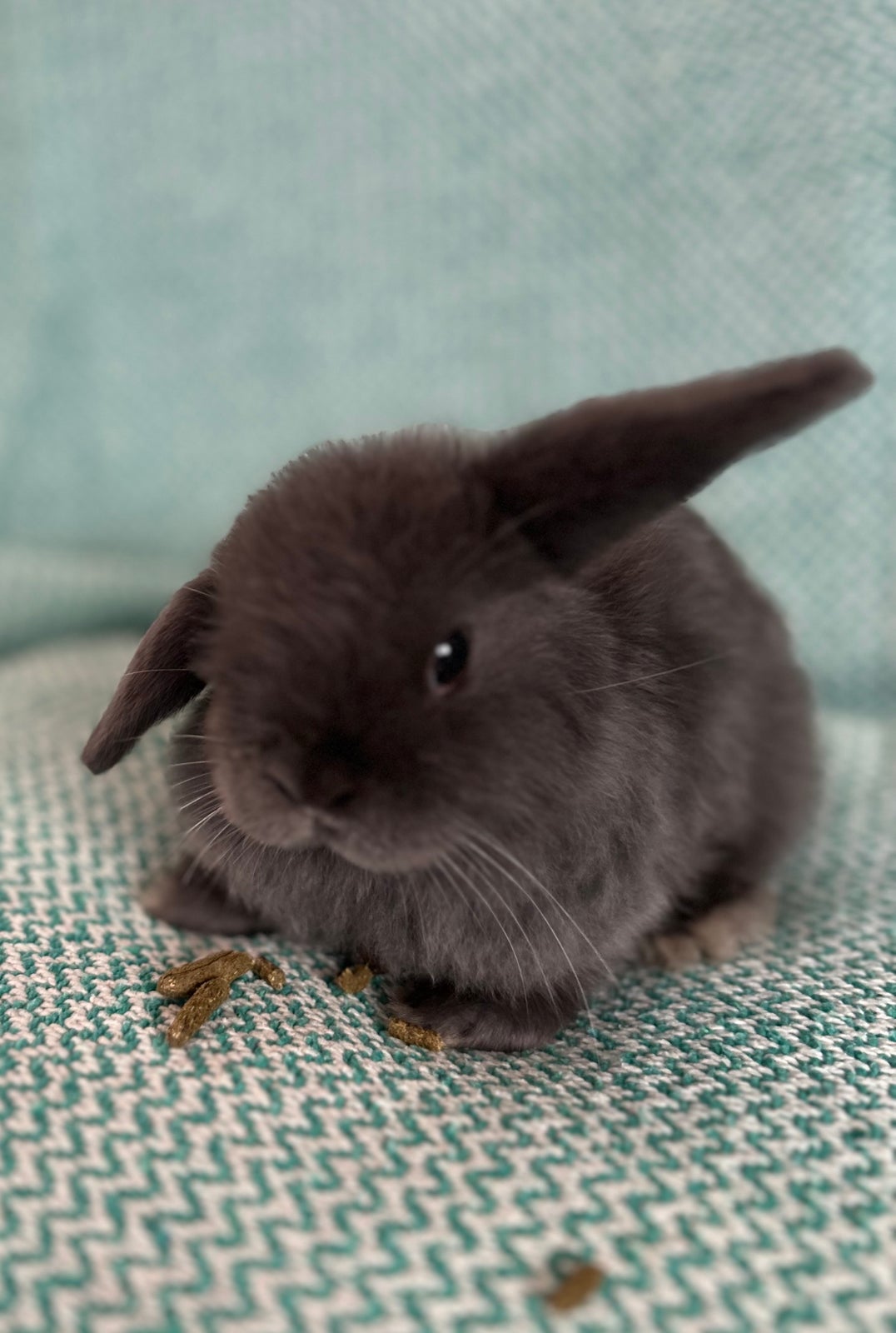 Kanin, Mini lop/dværgvædder , 0 år
