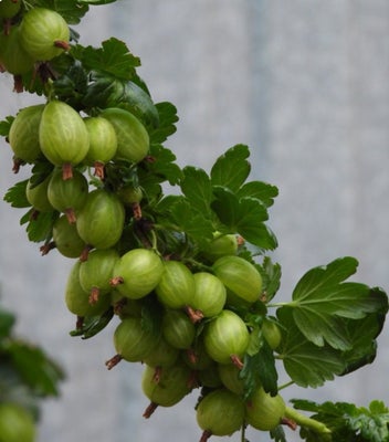 Små frugtbuske fra egen have, Stikkelsbær. Invicta – den mest resistente sort. Får store lysegrønne 