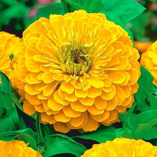 ZINNIA GOLDEN DAWN - 1125, Zinnia elegans Frøkenhat