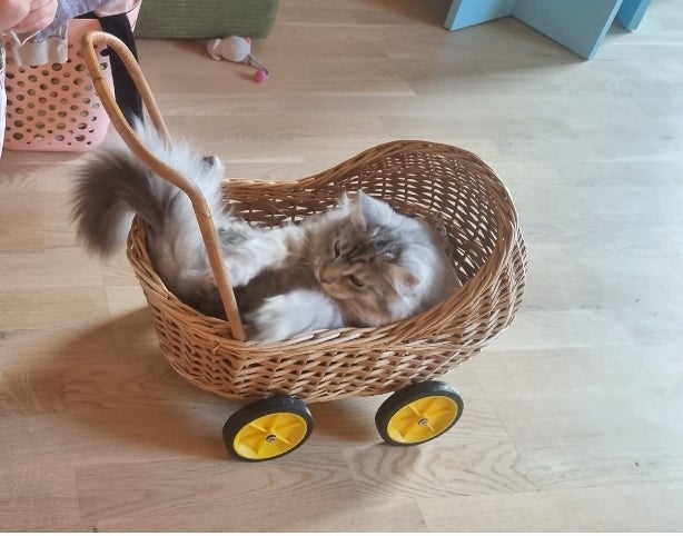 Maine Coon, hankilling, 10 mdr.