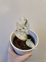 Epipremnum, Pinnatum marble variegata