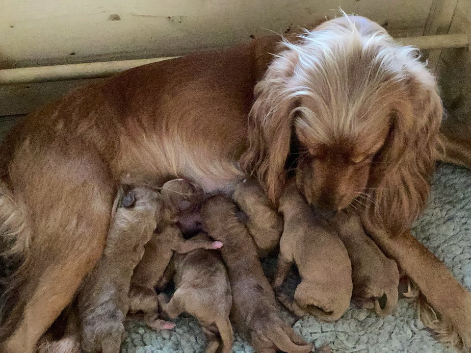 Cocker Spaniel