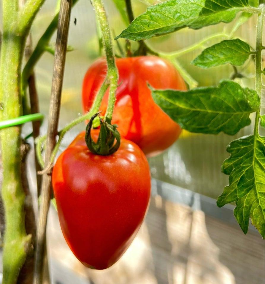 Sunde Tomat planter - 45 sorter, Agurk Chili Ribs Blomster