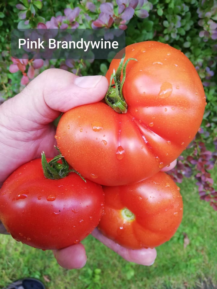 Tomatplanter, frøstabile, flere sorter