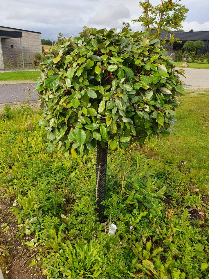 Opstammet strandoliven / sølvblad