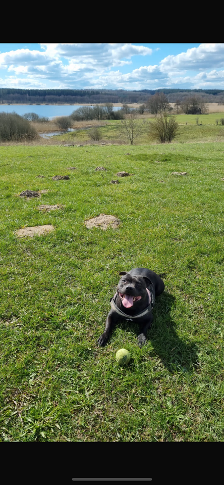 Staffordshire Bull Terrier