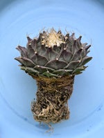 Kaktus, Obregonia denegrii