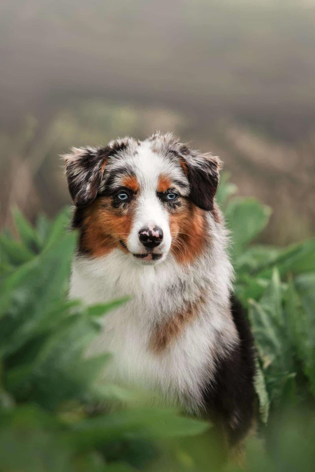 Australian Shepherd