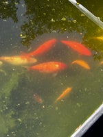 Store guldfisk flotte