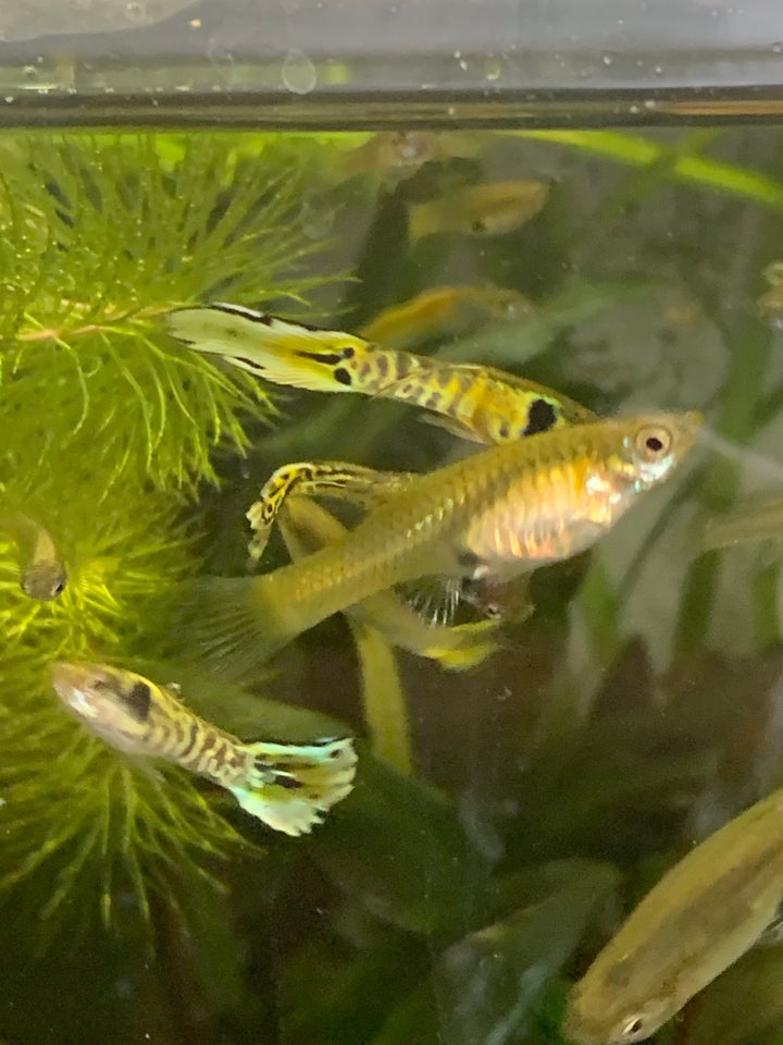 Tiger Endlers guppy, 16 stk.