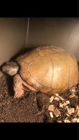 Skildpadde, 3 tået boksskildpadde