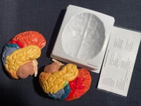 Hjerne, Anatomi , år 2022