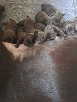 Brune Labrador, hvalpe, 1 uge