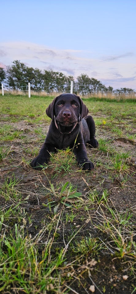 Brun Labrador, hvalpe, 12 uger