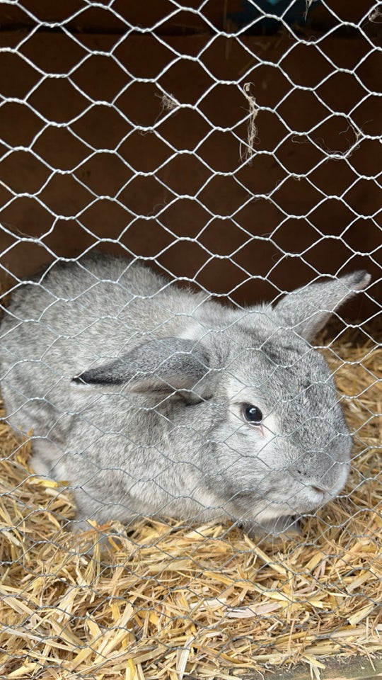 Kanin, Minilop , 1 år