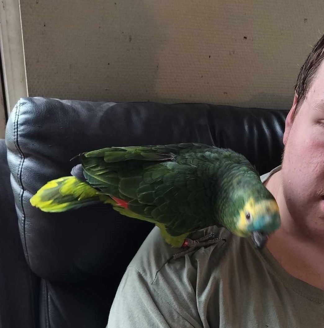 Papegøje, Blåpandet amazone, 5 år
