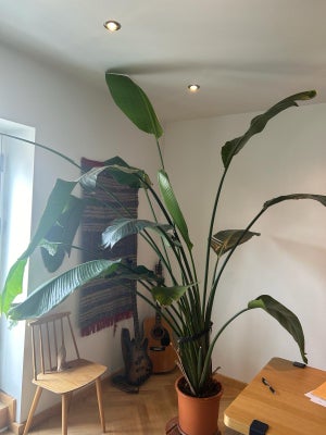 Bananpalme / Banana Plant, Large Indoor Plant, We've had it for a few years and it has grown even la