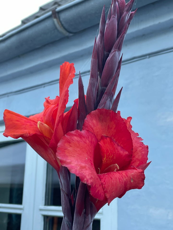 Canna, Red fury