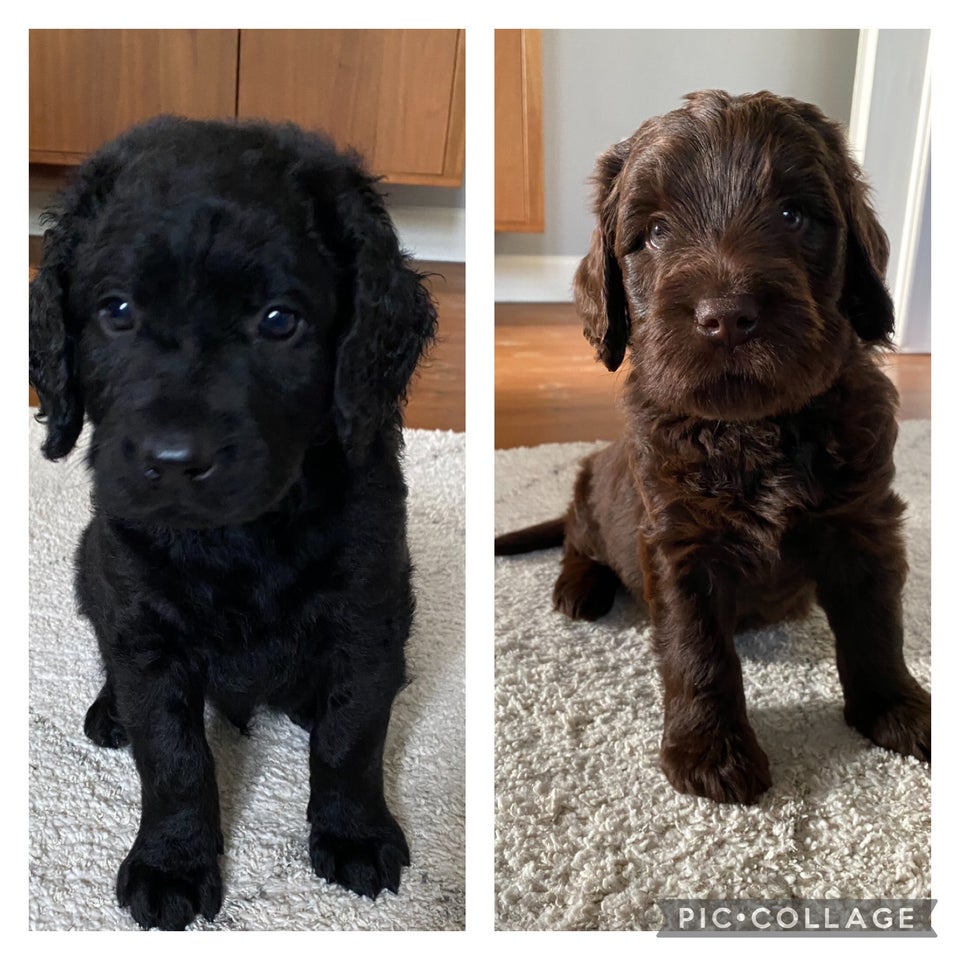 Labradoodle, hvalpe, 6 uger