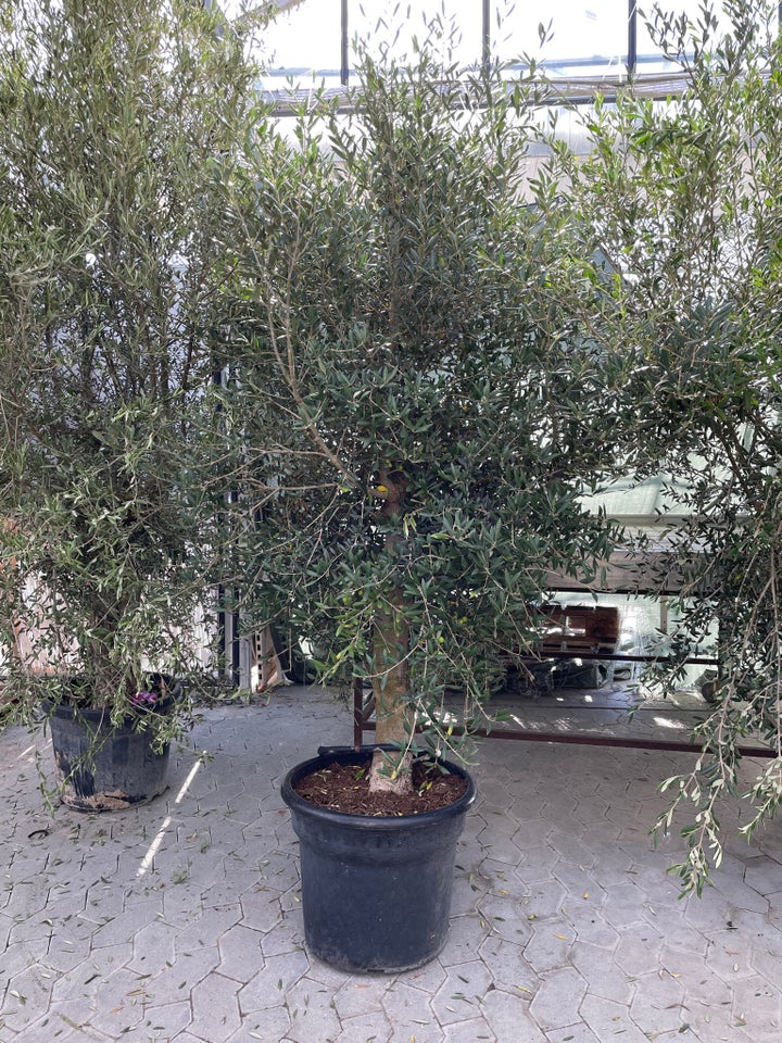 Oliventræ, Olea europaea