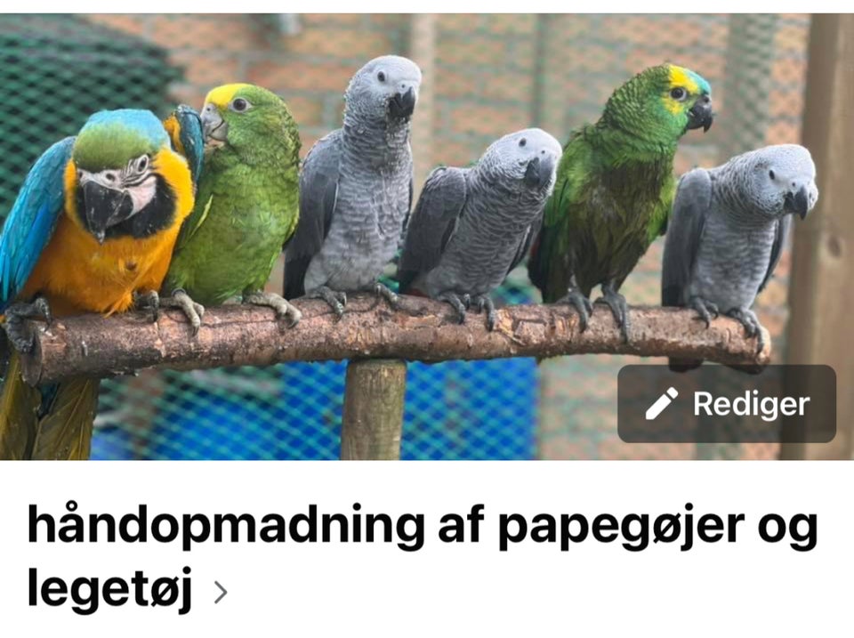 Papegøje, Grå Jaco, 0 år