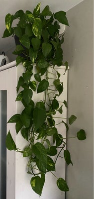 Stueplante, Guldranke, Frodig klatrende/hængende Guldranke med brogede blade (alt efter hvor meget l