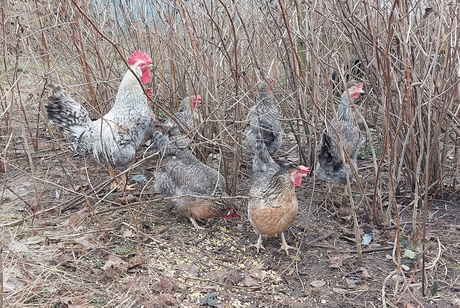 Kyllinger, 15 stk.