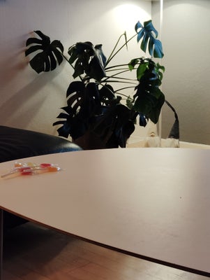 Stueplante, Fingerphilodendron, Store Fingerphilodendron  Monstera
Med potte.