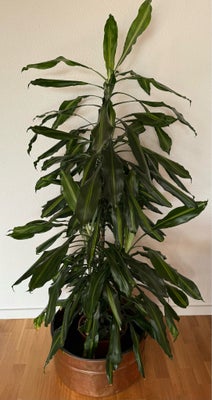 Palme, Stueplante, Palme.
Stueplante.
Høj: 160 cm.

SMS vedrørende afhentning.