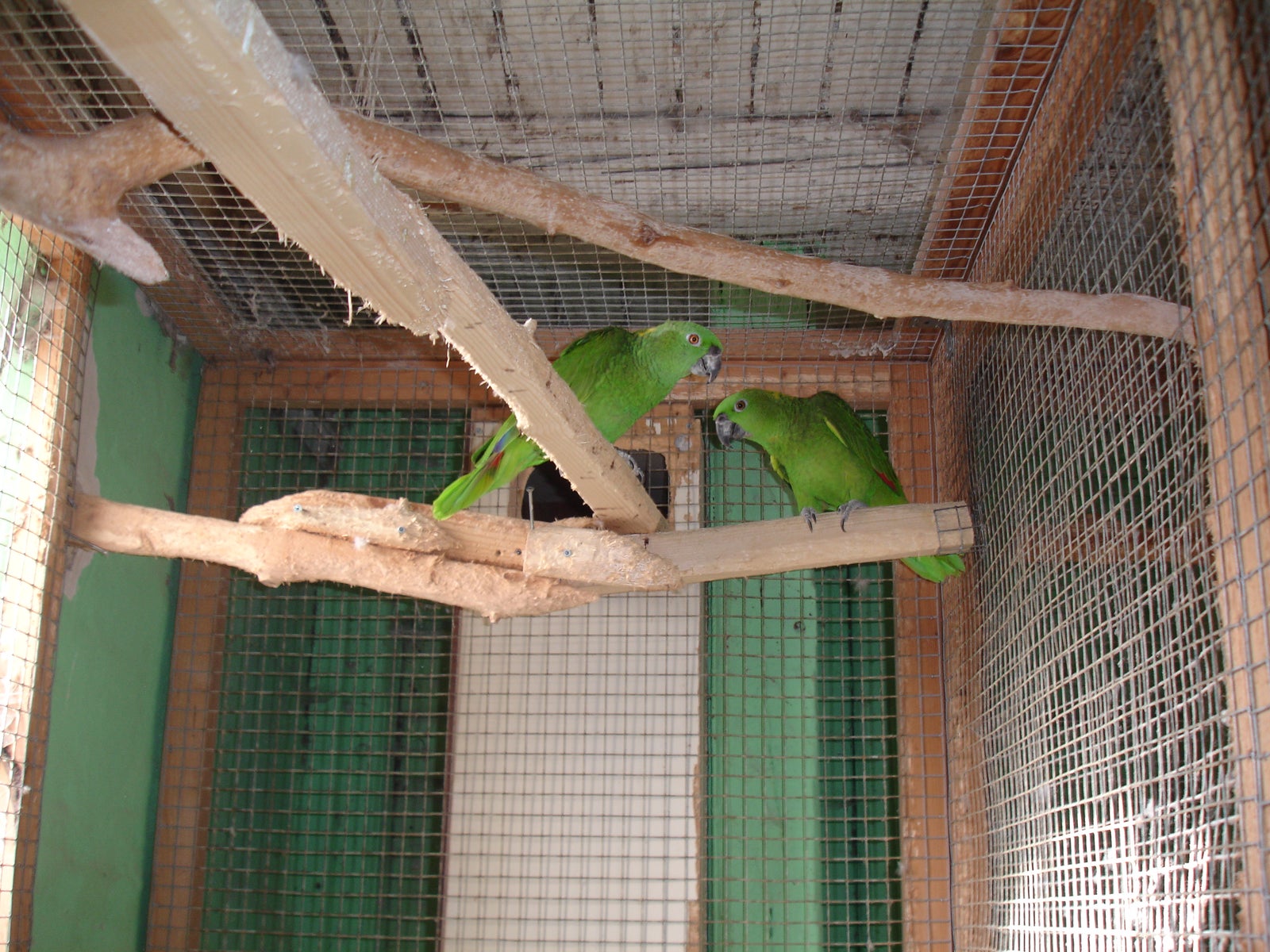 Papegøje, Gulnakket Amazoner
