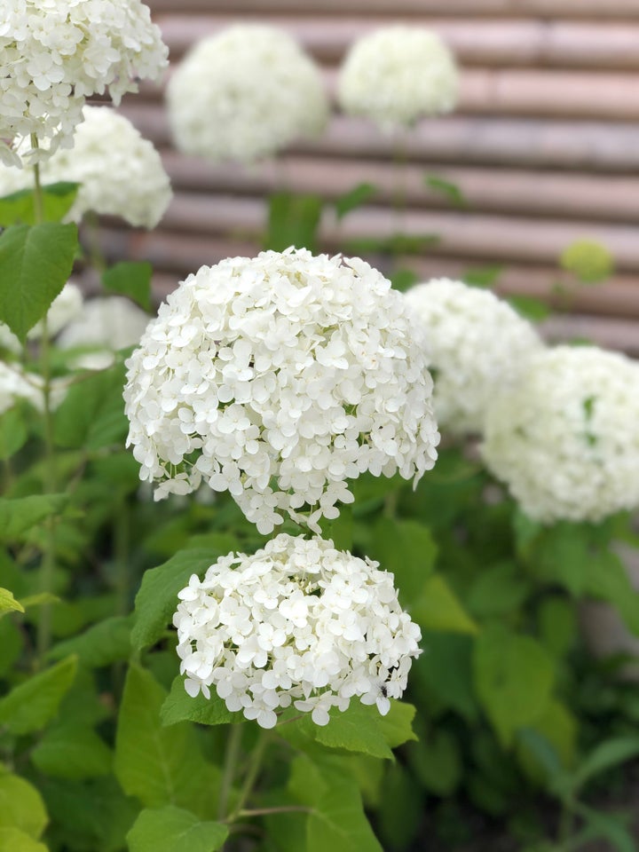 Hortensia, Anabelle